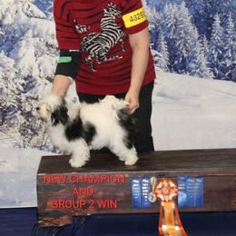 Brianna - Havanese