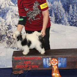 Brianna - Havanese