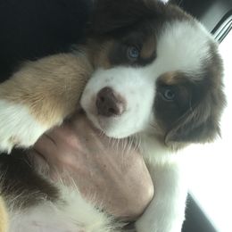 Australian Shepherd Puppies from Cahaba Australian Shepherds