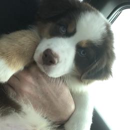 Australian Shepherd Puppies from Cahaba Australian Shepherds
