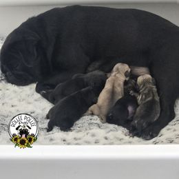 Girl 3 - Black female Pug puppy in Keysville, Georgia from Rollee Pollee Pugs