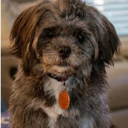 Boy 4 - Tricolor male Shih Tzu puppy in Mobile, Alabama from FluffyTail Shih Tzu