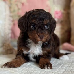 Malibu - Red female Cavapoo puppy in Beckley, West Virginia from By Design Doodles