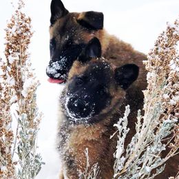 Belgian Malinois Puppies from Element Belgians