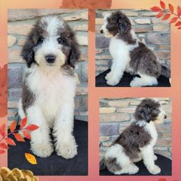 Goldendoodle Puppies from Rose's Doodles
