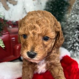 Grinch - Poodle puppy in Savannah, Tennessee from Poodle Doodle Boyds