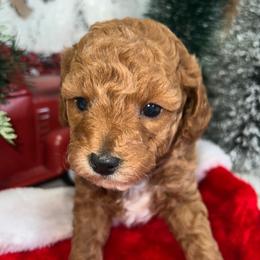 Grinch - Poodle puppy in Savannah, Tennessee from Poodle Doodle Boyds