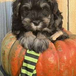 Girl Puppy - Black and silver female Miniature Schnauzer puppy in Garrison, Texas from RNH Schnauzers