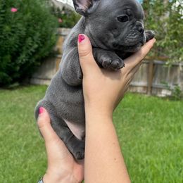 French Bulldog Puppies from OMG FRENCHIES