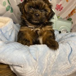 Boy 1 - Sable male Shih Tzu puppy in Zeigler, Illinois from Dandy Little  Shih Tzu, Shih Poo's and Toy Poodles
