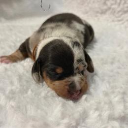 Buzz - Dapple male Dachshund puppy in Bakersfield, California from KC Doxies