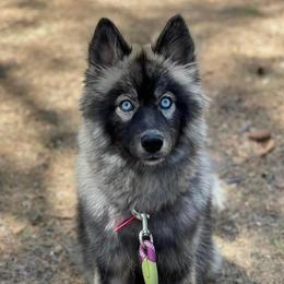 Pomskies and Siberian Huskies from Desert siberians