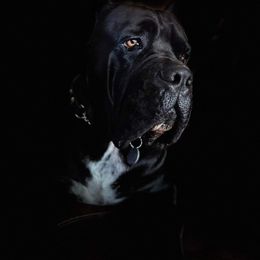 Cane Corso Puppies from JSM Corsos