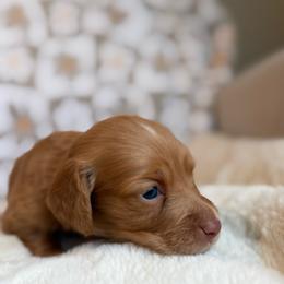 Phoenix - Red female Dachshund puppy in Morristown, Tennessee from Hillside Hounds
