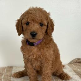 Nova - Apricot female Goldendoodle puppy in Strasburg, Virginia from Shenandoah Valley Doodles
