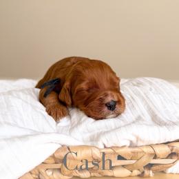 Cash - Red  male Goldendoodle puppy in Melba, Idaho from KZ Doodles
