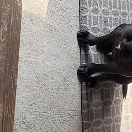 Staffordshire Bull Terrier All Grown Up from Freystaff Staffordshire Bull Terriers