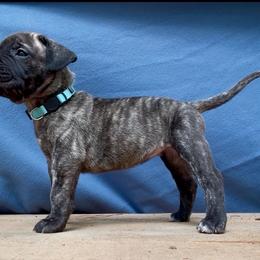 Lt Blue Collar - Tiger female Perro de Presa Canario puppy in Raleigh, North Carolina from Kings Court Kennel