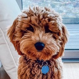 Goldendoodles from Golden Haven Doodles