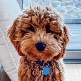 Goldendoodles from Golden Haven Doodles