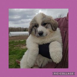 UNA- purple collar - White and badger female Great Pyrenees puppy in Mikado, Michigan from Brittain Family Farm