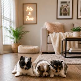 Pomeranian Puppies from Pits and Poms LLC
