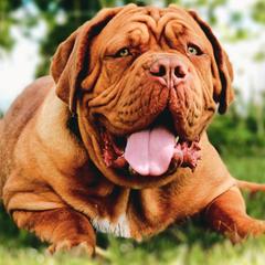 Dogues de Bordeaux from Boondocks Bordeaux
