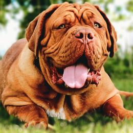Dogues de Bordeaux from Boondocks Bordeaux