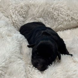 Toby - Black male Miniature Schnauzer puppy in Hull, Georgia from Ardent Miniature Schnauzers of Athens