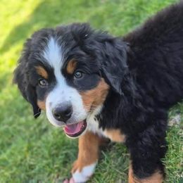 Orange collar - Black rust and white female Bernese Mountain Dog puppy in Utah from Premium Puppies