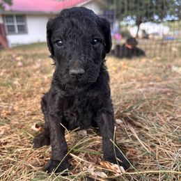 Blue - Black male Poodle puppy in Marshfield, Missouri from Gerth Farms