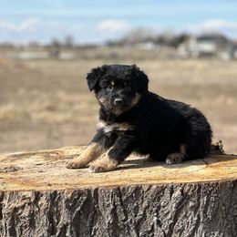 Australian Shepherd Puppies from 2Harts Aussies