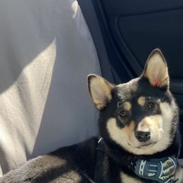 Pug and Shiba Inu Puppies from khshibas-khpugs
