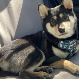 Pug and Shiba Inu Puppies from khshibas-khpugs