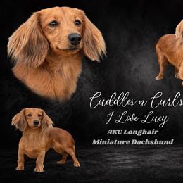 Lucy - Dachshund