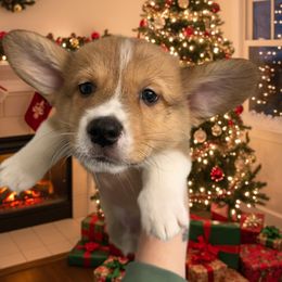 Pumpkin - Red male Pembroke Welsh Corgi puppy in New Port Richey, Florida from Spots and Sploots