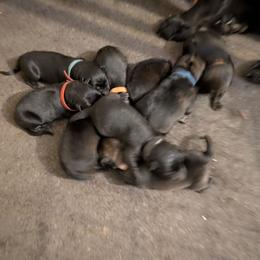 Pink - Sable female German Shepherd puppy in Motley, Minnesota from Von Thomson Haus