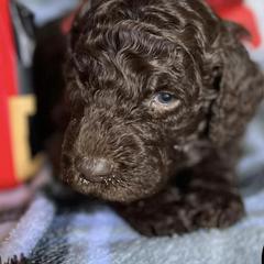 Double Doodles from Happy Heart Doodles