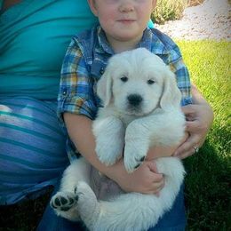 Golden Retriever Puppies from Dewbury Dream Goldens