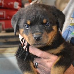 Black collar male - Black and mahogany male Rottweiler puppy in Dawson Springs, Kentucky from Lakeview Rottweilers