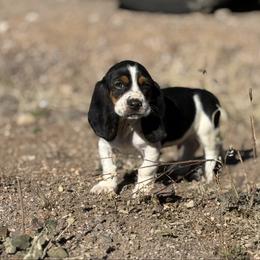 Banjo - Basset Hound