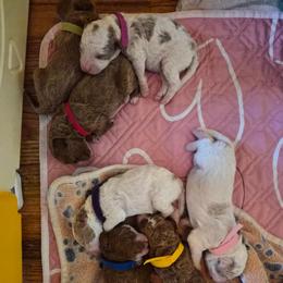 Maltese and Poodle Puppies from Maltese & poodle Lovers