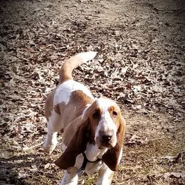Basset Hound Puppies from Orange Mountain Basset Hounds