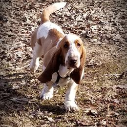 Basset Hound Puppies from Orange Mountain Basset Hounds