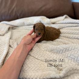 Suede - Red  male Poodle puppy in Queen Creek, Arizona from Poised Poodles