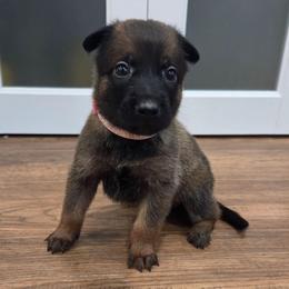 Snow - Fawn female Belgian Malinois puppy in Signal Mountain, Tennessee from Torgun Police Dogs