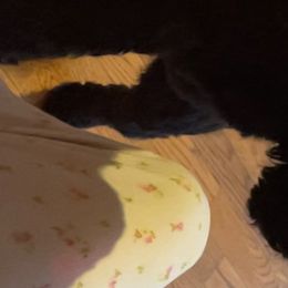 Beaux (Retired) - Goldendoodle