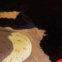 Beaux (Retired) - Goldendoodle