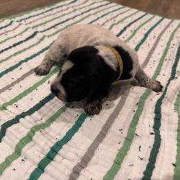 Yellow - Black and white male German Shorthaired Pointer puppy in Biloxi, Mississippi from Burch legacy kennels