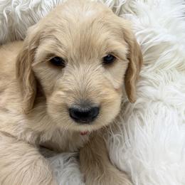 Winston - Apricot male Goldendoodle puppy in Boise, Idaho from Goldendoodle Baby